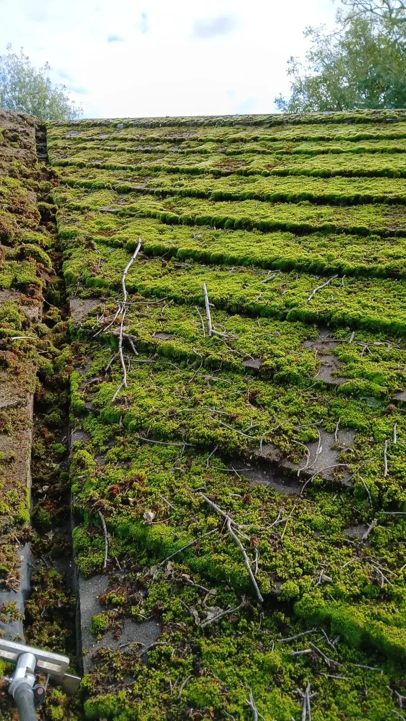 Severely moss-infested roof tiles with thick green growth covering the entire surface - Northampton project
