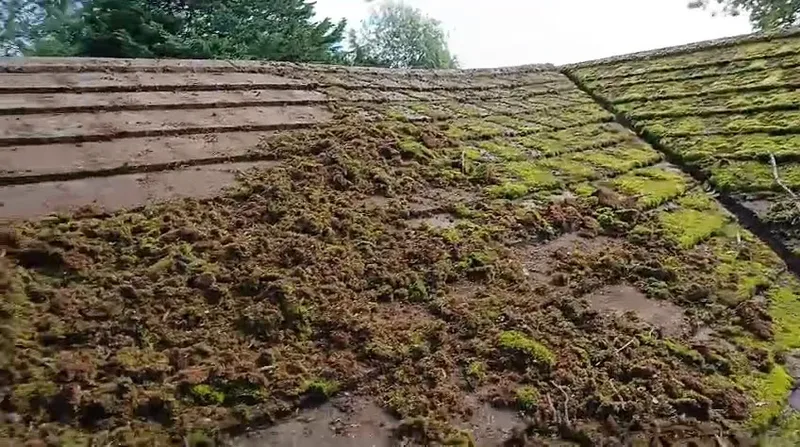 Thick green moss growing between concrete roof tiles - close-up showing the extent of moss infestation