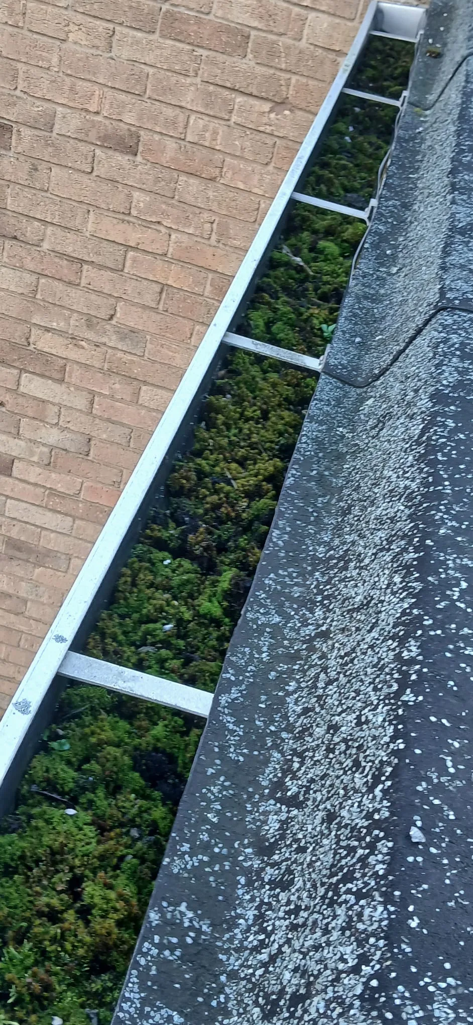 Gutter before cleaning - packed with moss and silt