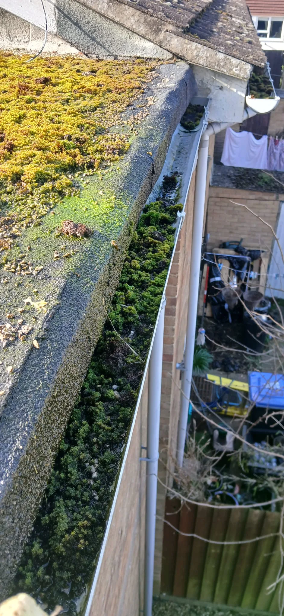 Gutter blocked with moss and debris - before cleaning