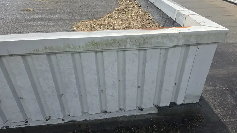 Flat bitumen roof with white parapet cladding showing green algae patches above and dried moss debris in the gutter line