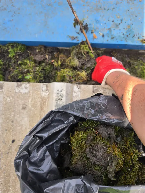 A gloved hand with a visible tattoo pulling a clump of moss with its root mat out of the gutter, debris bag alongside