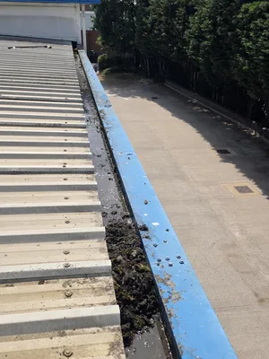 Before - commercial building blue steel gutter heavily blocked debris plant growth, Northampton.