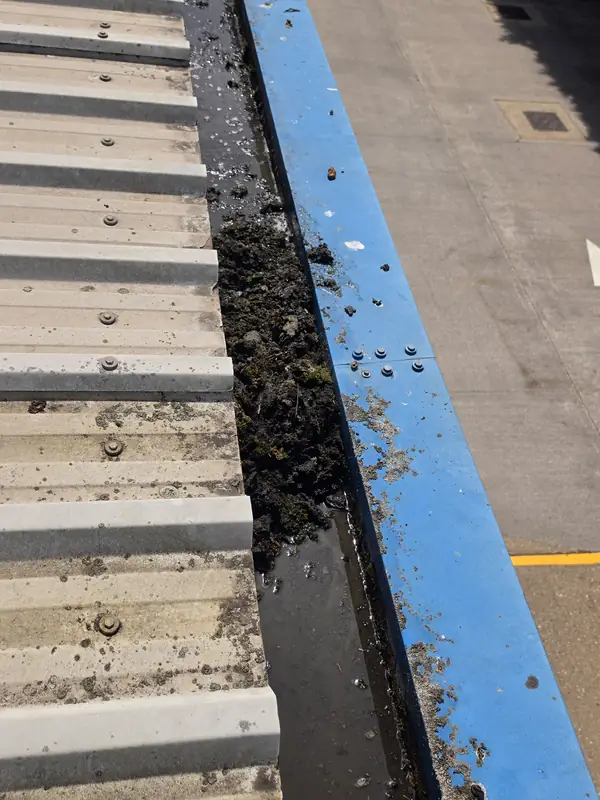 Close-up of the gutter edge between wall and corrugated roof with a thick mass of green-black moss in the corner