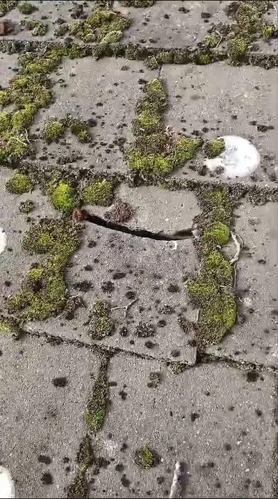 Mossy Roof Clean - Northampton (October 2024) - photo 5