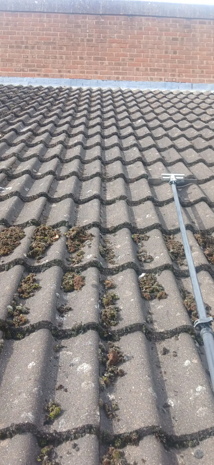 Specialist T-shaped tool scraping moss from between the ridges of a concrete pantile roof